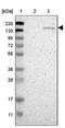 Golgi Glycoprotein 1 antibody, NBP1-90636, Novus Biologicals, Western Blot image 