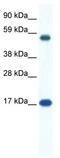 Zinc Finger Protein 554 antibody, TA341471, Origene, Western Blot image 
