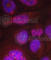 p65 antibody, AP0123, ABclonal Technology, Immunofluorescence image 