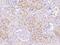 Complement factor B antibody, 310646-T08, Sino Biological, Immunohistochemistry frozen image 