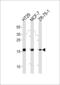 Anterior gradient protein 2 homolog antibody, MBS9209230, MyBioSource, Western Blot image 