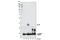 Amyloid Beta Precursor Protein antibody, 12077S, Cell Signaling Technology, Western Blot image 