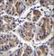 Centrosomin antibody, LS-C167686, Lifespan Biosciences, Immunohistochemistry frozen image 