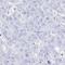 Cystatin E/M antibody, NBP2-33433, Novus Biologicals, Immunohistochemistry frozen image 