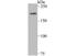 Lysine-specific demethylase 5A antibody, A03079, Boster Biological Technology, Western Blot image 
