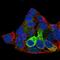 Fibrinogen Beta Chain antibody, HPA001900, Atlas Antibodies, Immunofluorescence image 