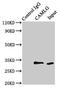 Calcium signal-modulating cyclophilin ligand antibody, LS-C669824, Lifespan Biosciences, Immunoprecipitation image 