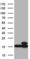 CDGSH Iron Sulfur Domain 2 antibody, CF810328, Origene, Western Blot image 