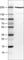 Dicer 1, Ribonuclease III antibody, AMAb90737, Atlas Antibodies, Western Blot image 