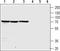 Cholinergic Receptor Nicotinic Beta 4 Subunit antibody, TA328888, Origene, Western Blot image 