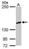 Ribosomal RNA Processing 12 Homolog antibody, PA5-31659, Invitrogen Antibodies, Western Blot image 