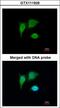 Tumor Protein P53 Inducible Protein 3 antibody, LS-C186236, Lifespan Biosciences, Immunocytochemistry image 