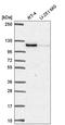 Protein Kinase D2 antibody, HPA056727, Atlas Antibodies, Western Blot image 