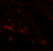 Solute Carrier Family 39 Member 7 antibody, 6093, ProSci Inc, Immunofluorescence image 