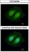 COBW Domain Containing 1 antibody, LS-C155634, Lifespan Biosciences, Immunofluorescence image 