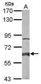 2-Hydroxyacyl-CoA Lyase 1 antibody, GTX106858, GeneTex, Western Blot image 