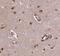 Complexin-1 antibody, FNab01920, FineTest, Immunohistochemistry frozen image 