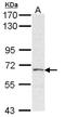 Bifunctional 3 -phosphoadenosine 5 -phosphosulfate synthase 2 antibody, NBP1-33726, Novus Biologicals, Western Blot image 