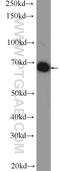 TATA-binding protein-associated factor 2N antibody, 25521-1-AP, Proteintech Group, Western Blot image 