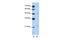 WD Repeat Domain 12 antibody, PA5-41985, Invitrogen Antibodies, Western Blot image 