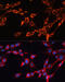 Solute Carrier Family 25 Member 24 antibody, 14-274, ProSci, Immunofluorescence image 