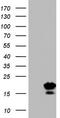 Peptidyl-prolyl cis-trans isomerase H antibody, CF803637, Origene, Western Blot image 