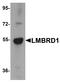 LMBR1 Domain Containing 1 antibody, A08163, Boster Biological Technology, Western Blot image 