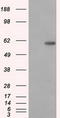Serine/threonine-protein phosphatase 5 antibody, TA500619, Origene, Western Blot image 