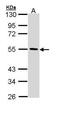 IFT57 antibody, GTX111124, GeneTex, Western Blot image 