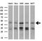 Immunoglobulin Binding Protein 1 antibody, MA5-25107, Invitrogen Antibodies, Western Blot image 