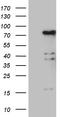 RNA polymerase II elongation factor ELL antibody, TA810825, Origene, Western Blot image 