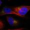 M6PR antibody, HPA011332, Atlas Antibodies, Immunofluorescence image 