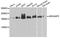 Rho GTPase Activating Protein 5 antibody, A05701, Boster Biological Technology, Western Blot image 