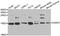 H2A Histone Family Member Z antibody, orb247526, Biorbyt, Western Blot image 