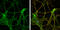 Reelin antibody, GTX133226, GeneTex, Immunofluorescence image 