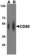 BB1 antibody, TA355082, Origene, Western Blot image 