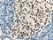 Cyclin D3 antibody, 26755-1-AP, Proteintech Group, Immunohistochemistry frozen image 