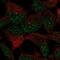 Zinc Finger Protein 677 antibody, NBP1-82676, Novus Biologicals, Immunocytochemistry image 