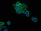 Gap Junction Protein Alpha 5 antibody, orb400460, Biorbyt, Immunocytochemistry image 