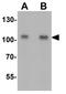 Tripartite Motif Containing 24 antibody, GTX31544, GeneTex, Western Blot image 
