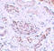 Autophagy Related 3 antibody, 5795, ProSci, Immunohistochemistry frozen image 