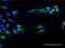 Fucose Kinase antibody, H00197258-D01P, Novus Biologicals, Immunofluorescence image 