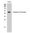 Histamine H4 receptor antibody, STJ93508, St John