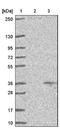 Adenosylmethionine Decarboxylase 1 antibody, NBP1-87094, Novus Biologicals, Western Blot image 