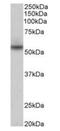 NPR3 Like, GATOR1 Complex Subunit antibody, orb125236, Biorbyt, Western Blot image 