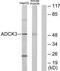 Coenzyme Q8A antibody, TA311691, Origene, Western Blot image 