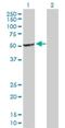 A-Kinase Anchoring Protein 17A antibody, H00008227-D01P, Novus Biologicals, Western Blot image 