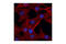 Centromere Protein A antibody, 2048S, Cell Signaling Technology, Immunofluorescence image 