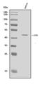 C-C Motif Chemokine Receptor 5 (Gene/Pseudogene) antibody, A00061-4, Boster Biological Technology, Western Blot image 