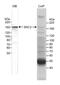 Nuclear Receptor Coactivator 3 antibody, A300-347A, Bethyl Labs, Immunoprecipitation image 